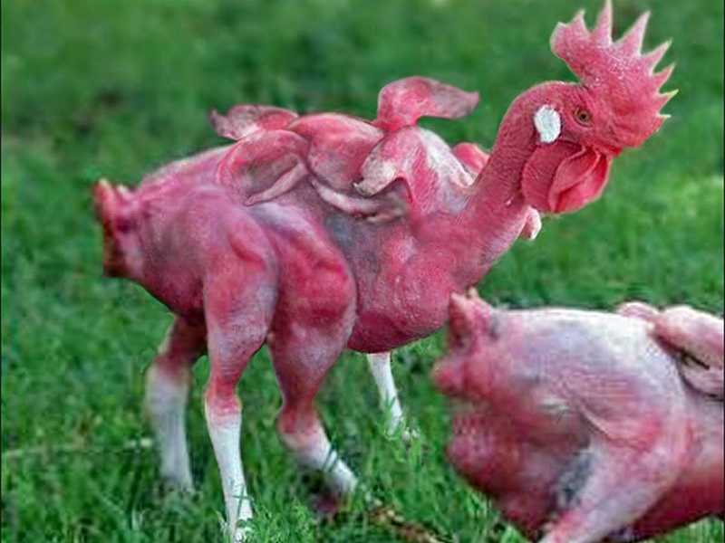 KFC-Mutant-Chicken.jpg