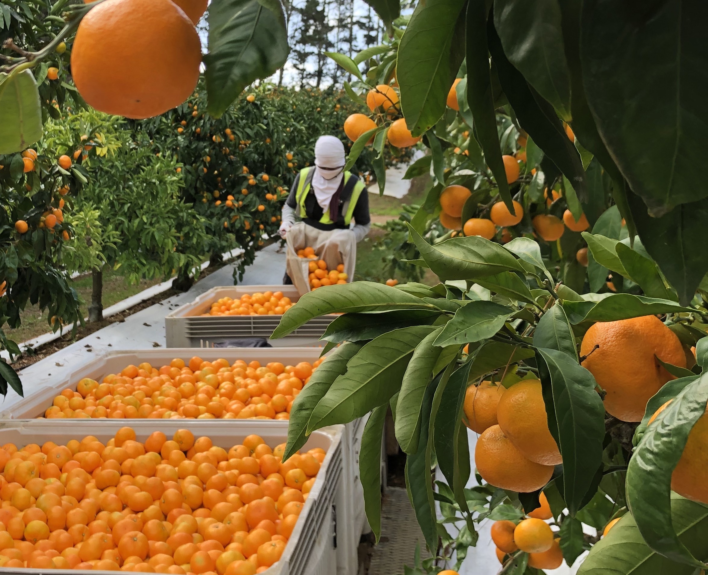 New Zealand’s Fresh Produce Industry Strengthened With Acquisition
